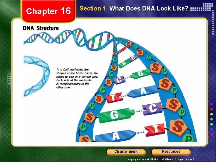 Chapter 16 Section 1 What Does DNA Look Like? Chapter menu Resources Copyright ©