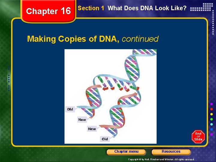 Chapter 16 Section 1 What Does DNA Look Like? Making Copies of DNA, continued