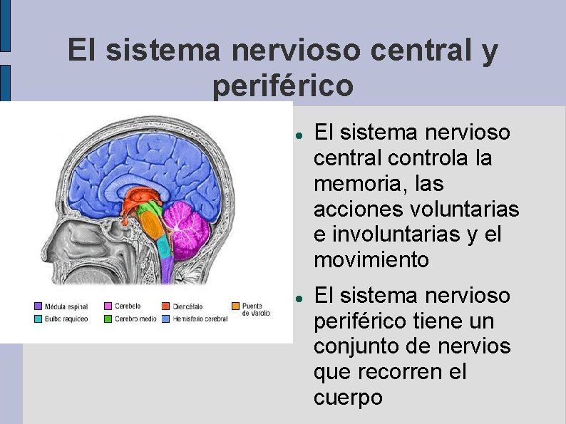 El sistema nervioso central y periférico El sistema nervioso central controla la memoria, las