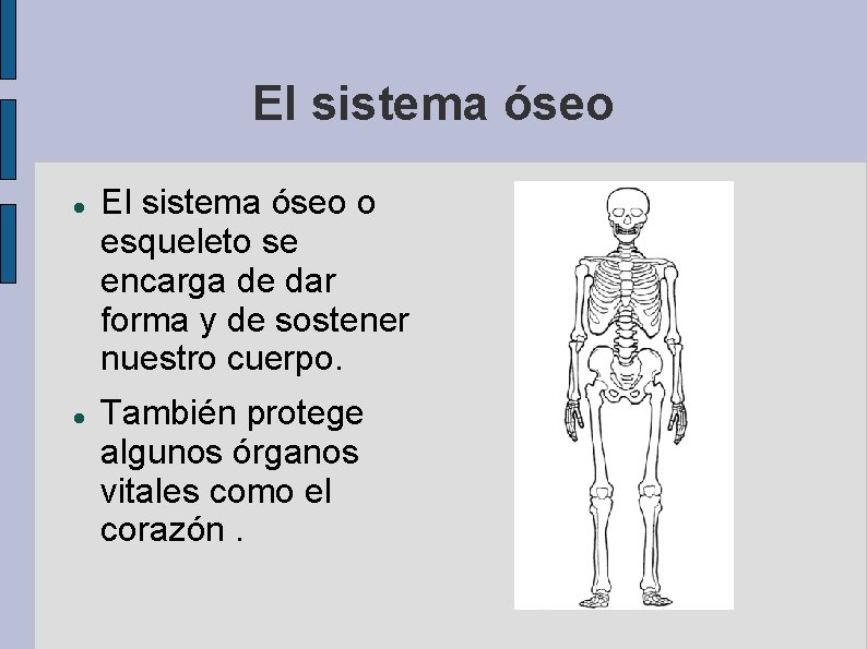 El sistema óseo o esqueleto se encarga de dar forma y de sostener nuestro