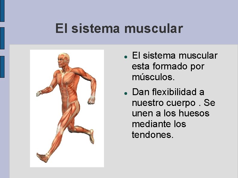 El sistema muscular esta formado por músculos. Dan flexibilidad a nuestro cuerpo. Se unen