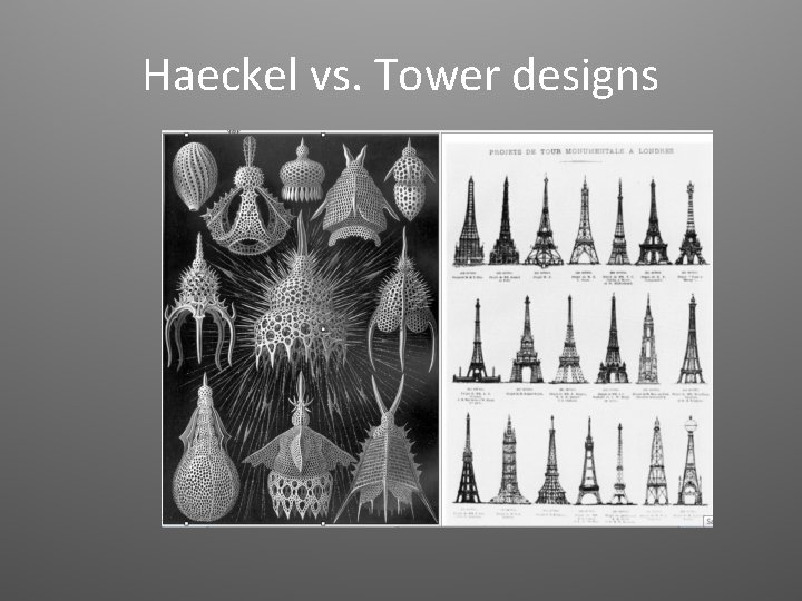 Haeckel vs. Tower designs 