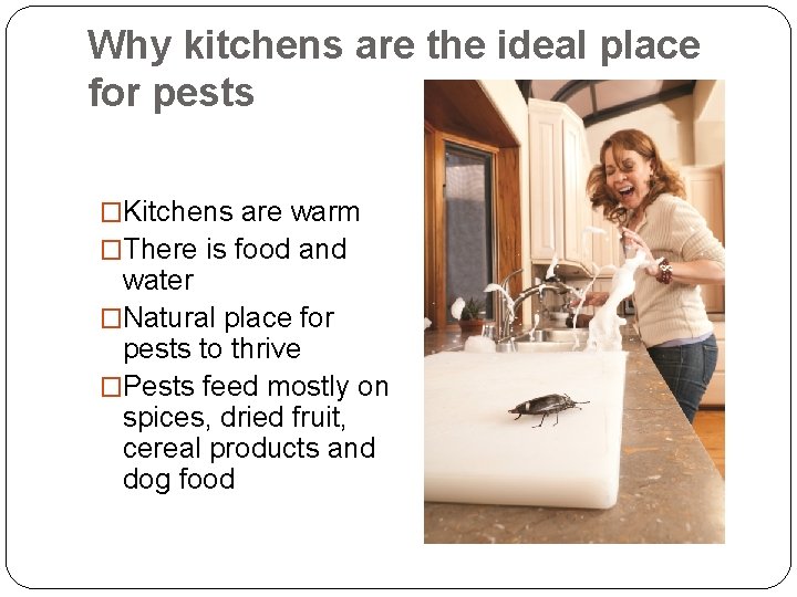Why kitchens are the ideal place for pests �Kitchens are warm �There is food