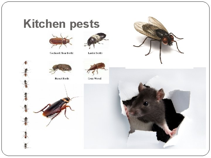 Kitchen pests 