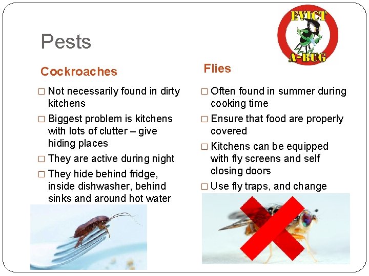 Pests Cockroaches Flies � Not necessarily found in dirty � Often found in summer