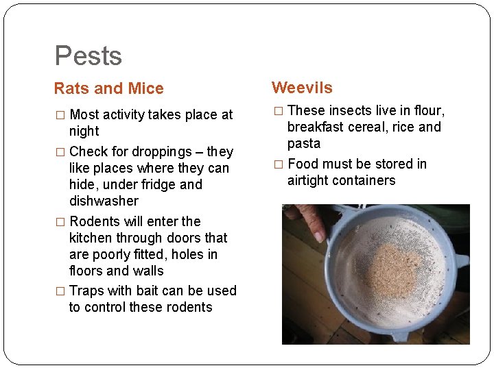 Pests Rats and Mice Weevils � Most activity takes place at � These insects