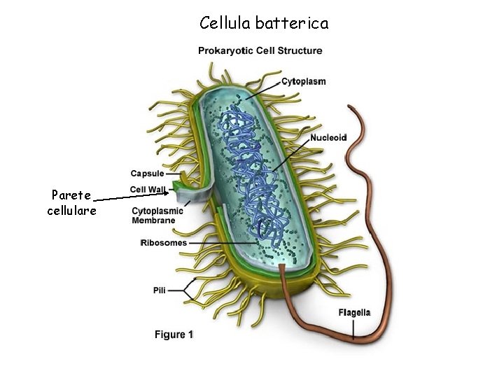 Cellula batterica Parete cellulare 