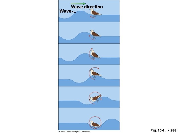Wave direction Wave Fig. 10 -1, p. 266 Wave direction Wave Fig. 10 -1, p. 266