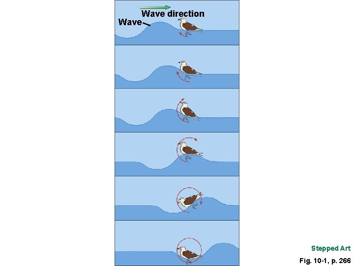 Wave direction Wave Stepped Art Fig. 10 -1, p. 266 Wave direction Wave Stepped Art Fig. 10 -1, p. 266