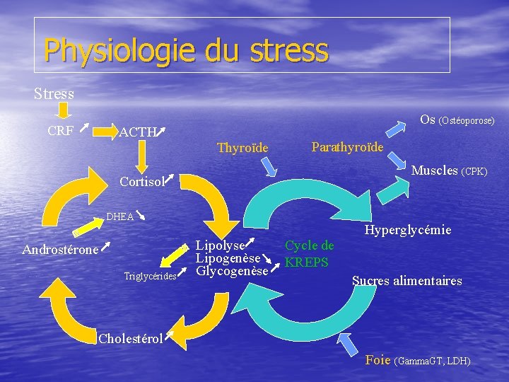 Physiologie du stress Stress CRF ACTH Os (Ostéoporose) Thyroïde Parathyroïde Muscles (CPK) Cortisol DHEA