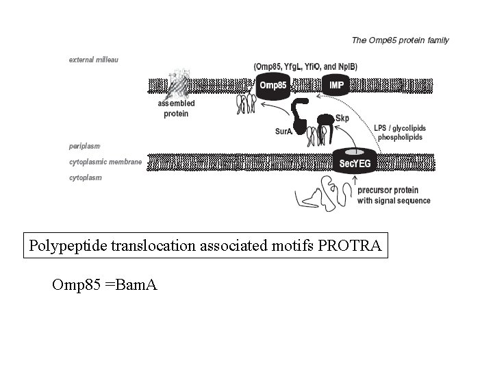 Polypeptide translocation associated motifs PROTRA Omp 85 =Bam. A 