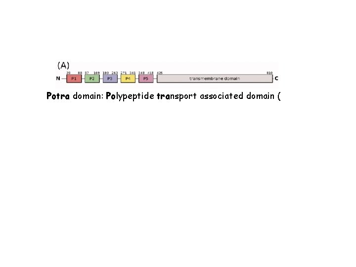 Potra domain: Polypeptide transport associated domain ( 