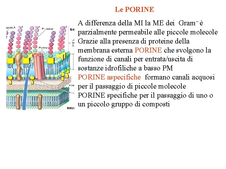 Le PORINE A differenza della MI la ME dei Gram– è parzialmente permeabile alle