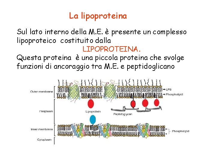 La lipoproteina Sul lato interno della M. E. è presente un complesso lipoproteico costituito