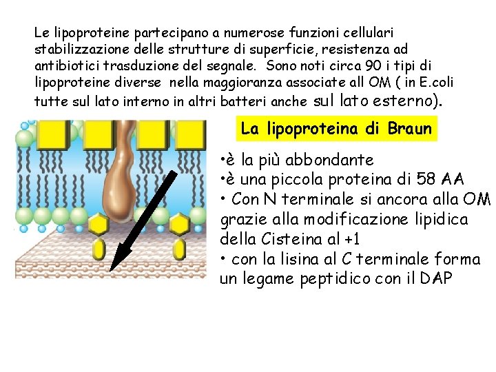 Le lipoproteine partecipano a numerose funzioni cellulari stabilizzazione delle strutture di superficie, resistenza ad