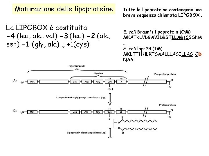 Maturazione delle lipoproteine La LIPOBOX è costituita -4 (leu, ala, val) -3 (leu) -2