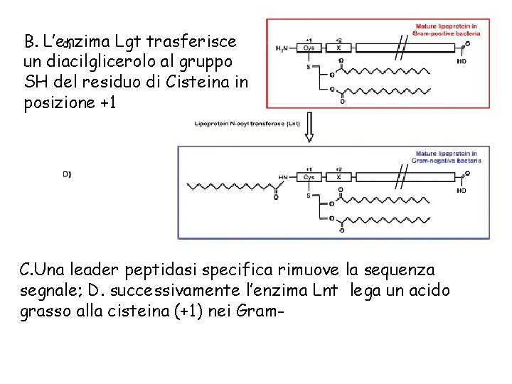 B. L’enzima Lgt trasferisce un diacilglicerolo al gruppo SH del residuo di Cisteina in