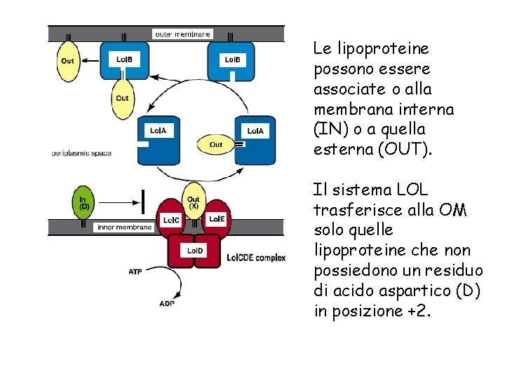 Le lipoproteine possono essere associate o alla membrana interna (IN) o a quella esterna