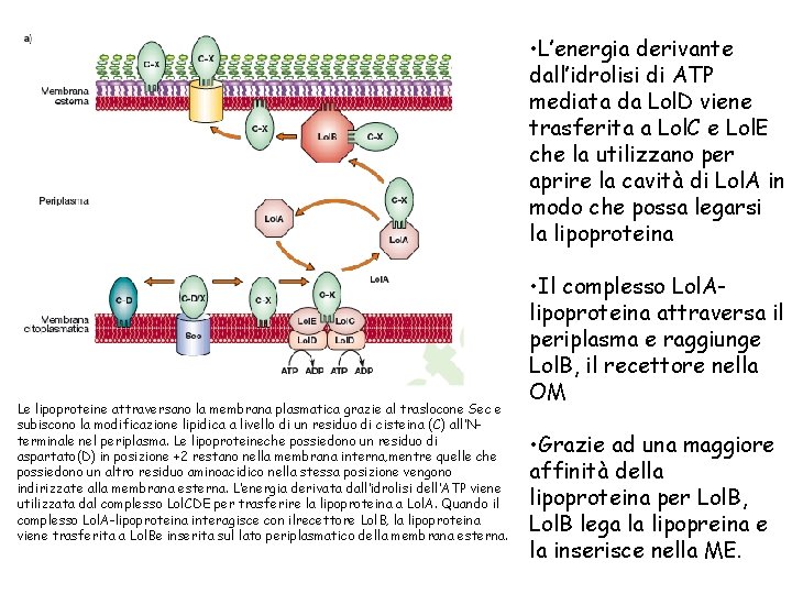  • L’energia derivante dall’idrolisi di ATP mediata da Lol. D viene trasferita a