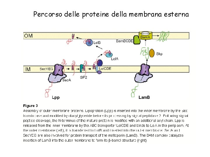 Percorso delle proteine della membrana esterna 