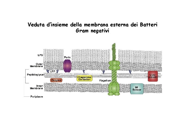 Veduta d’insieme della membrana esterna dei Batteri Gram negativi 