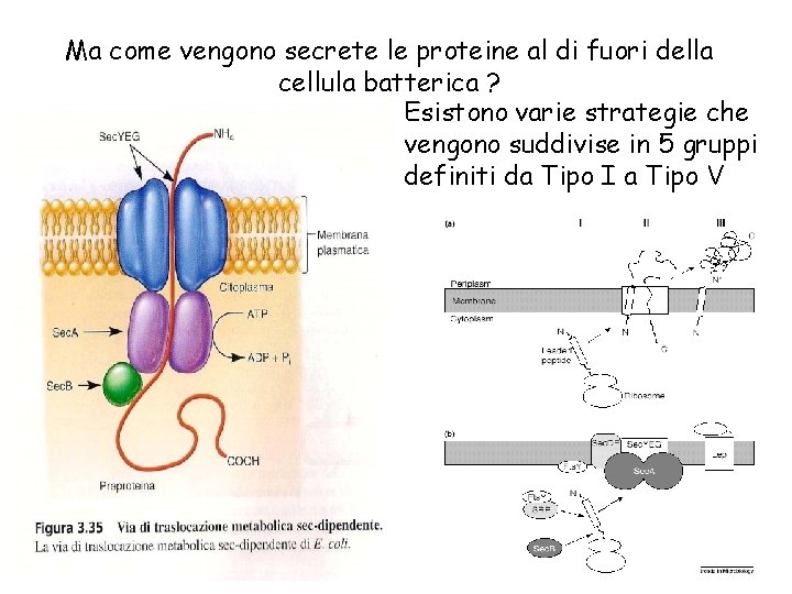 Ma come vengono secrete le proteine al di fuori della cellula batterica ? Esistono