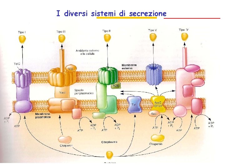 I diversi sistemi di secrezione Sec indipendente Sec dipendenti Sec indipendenti 