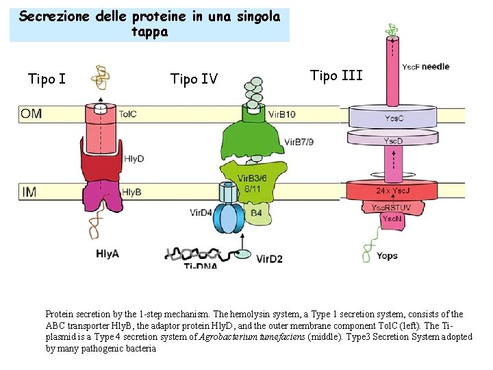 Secrezione delle proteine in una singola tappa Tipo IV Tipo III Protein secretion by