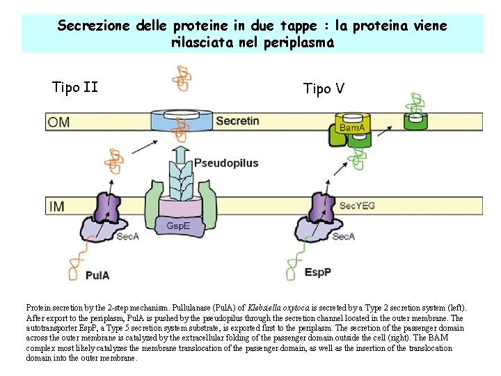 Secrezione delle proteine in due tappe : la proteina viene rilasciata nel periplasma: Tipo