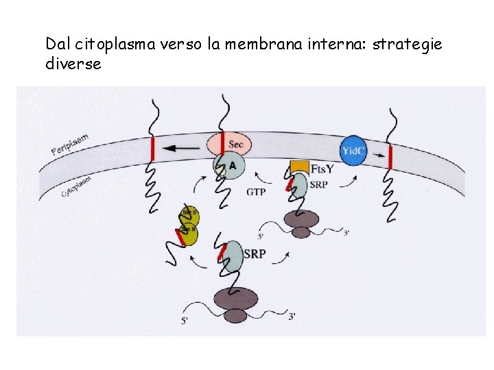 Dal citoplasma verso la membrana interna: strategie diverse 