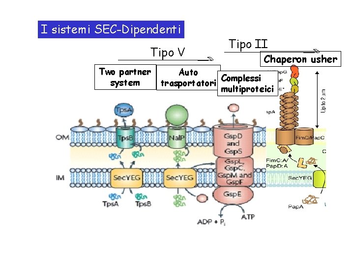 I sistemi SEC-Dipendenti Tipo V Two partner system Tipo II Chaperon usher Auto Complessi