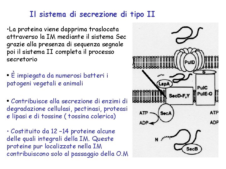 Il sistema di secrezione di tipo II • La proteina viene dapprima traslocata attraverso