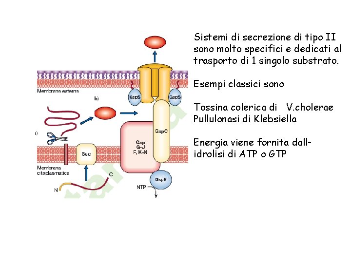 Sistemi di secrezione di tipo II sono molto specifici e dedicati al trasporto di