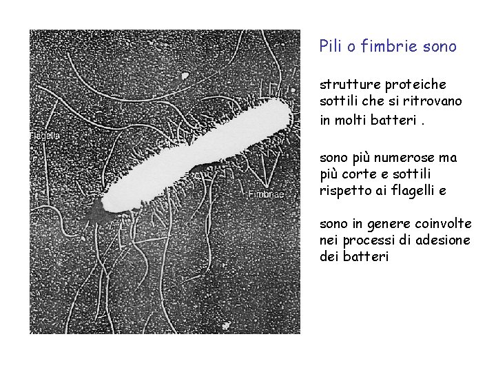 Pili o fimbrie sono strutture proteiche sottili che si ritrovano in molti batteri. sono