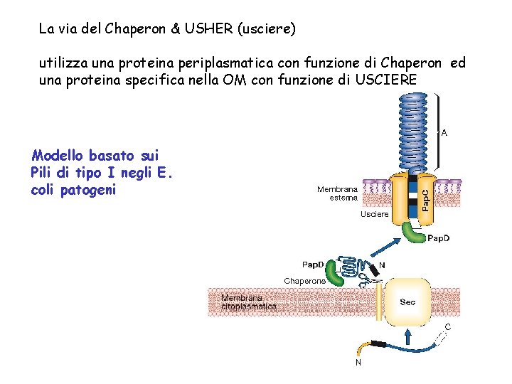 La via del Chaperon & USHER (usciere) utilizza una proteina periplasmatica con funzione di