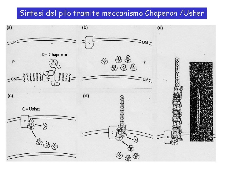 Sintesi del pilo tramite meccanismo Chaperon /Usher D= Chaperon C= Usher 