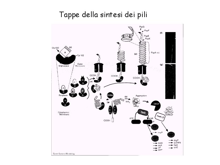 Tappe della sintesi dei pili 