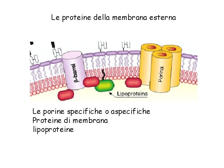 Le proteine della membrana esterna Le porine specifiche o aspecifiche Proteine di membrana lipoproteine