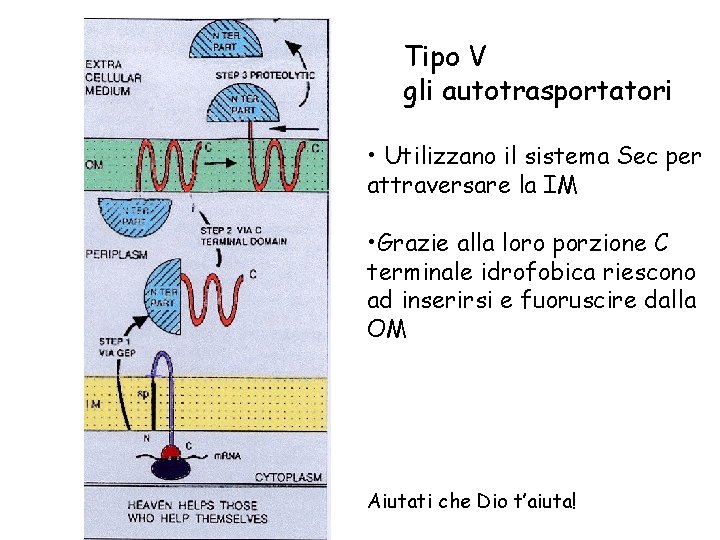 Tipo V gli autotrasportatori • Utilizzano il sistema Sec per attraversare la IM •