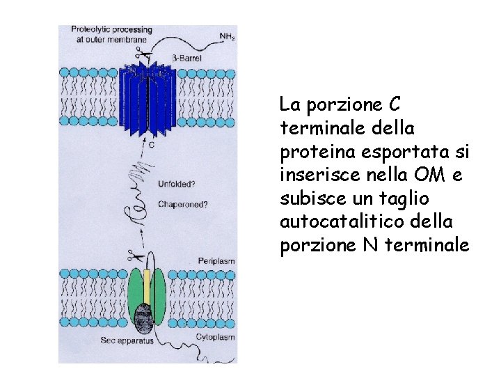 La porzione C terminale della proteina esportata si inserisce nella OM e subisce un