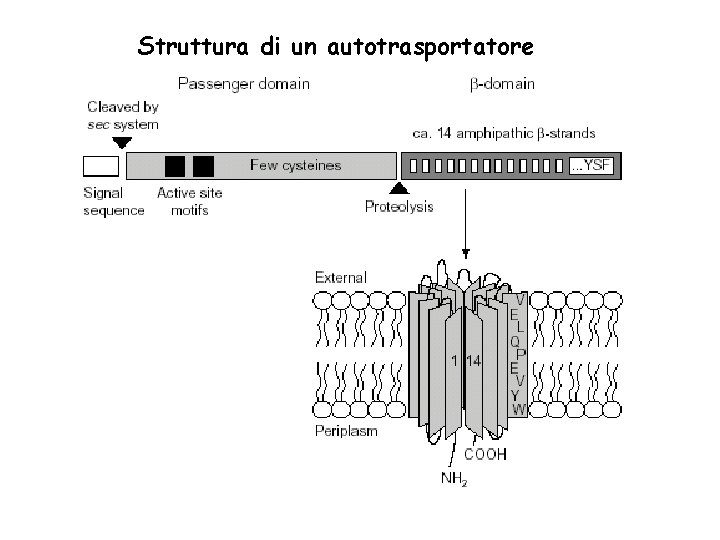 Struttura di un autotrasportatore 