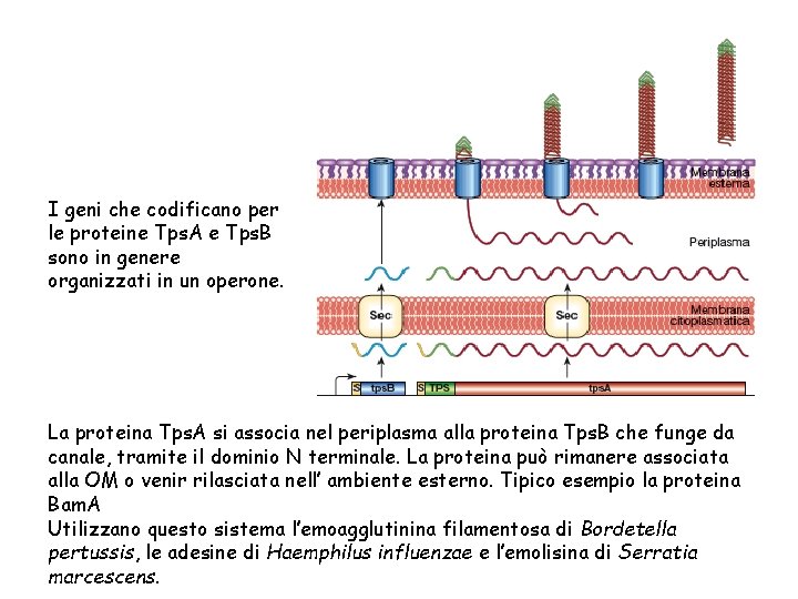 I geni che codificano per le proteine Tps. A e Tps. B sono in