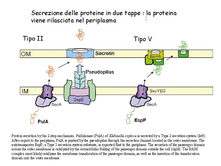 Secrezione delle proteine in due tappe : la proteina : viene rilasciata nel periplasma