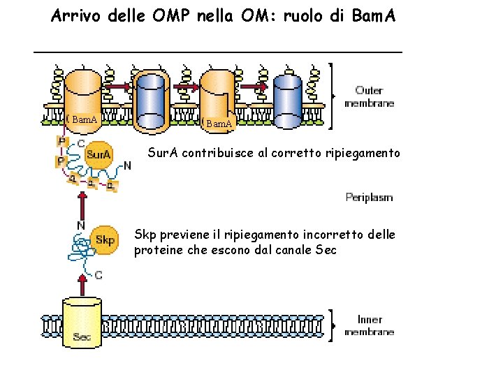 Arrivo delle OMP nella OM: ruolo di Bam. A Sur. A contribuisce al corretto