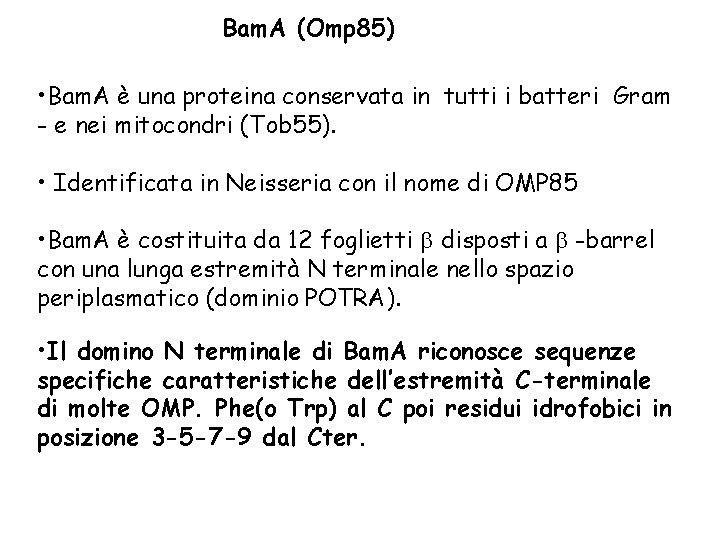 Bam. A (Omp 85) • Bam. A è una proteina conservata in tutti i