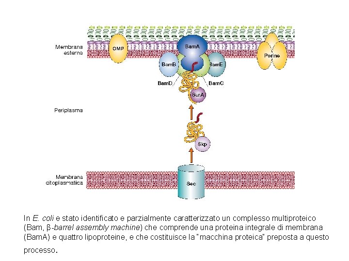 In E. coli e stato identificato e parzialmente caratterizzato un complesso multiproteico (Bam, β-barrel