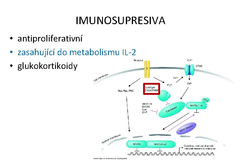 IMUNOSUPRESIVA • antiproliferativní • zasahující do metabolismu IL-2 • glukokortikoidy 