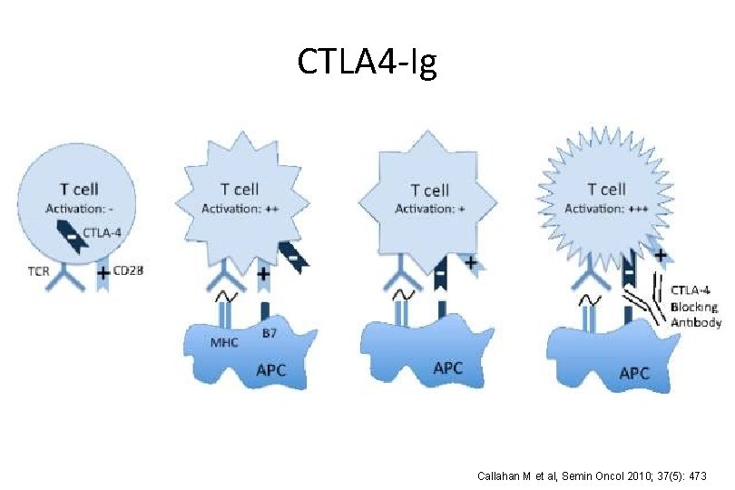 CTLA 4 -Ig Callahan M et al, Semin Oncol 2010; 37(5): 473 