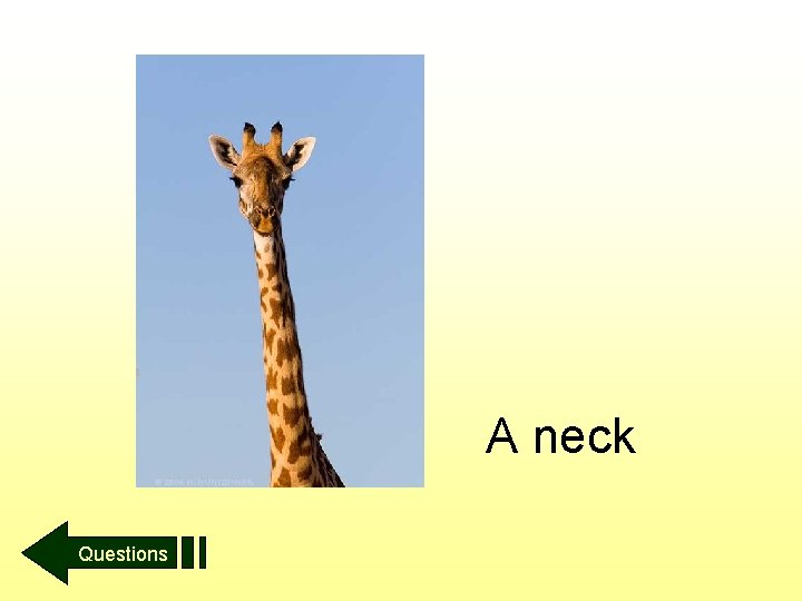 A neck Questions 