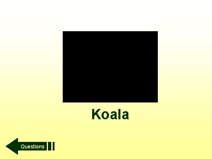 Koala Questions 